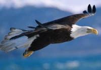 Spacious Places Eagle Logo